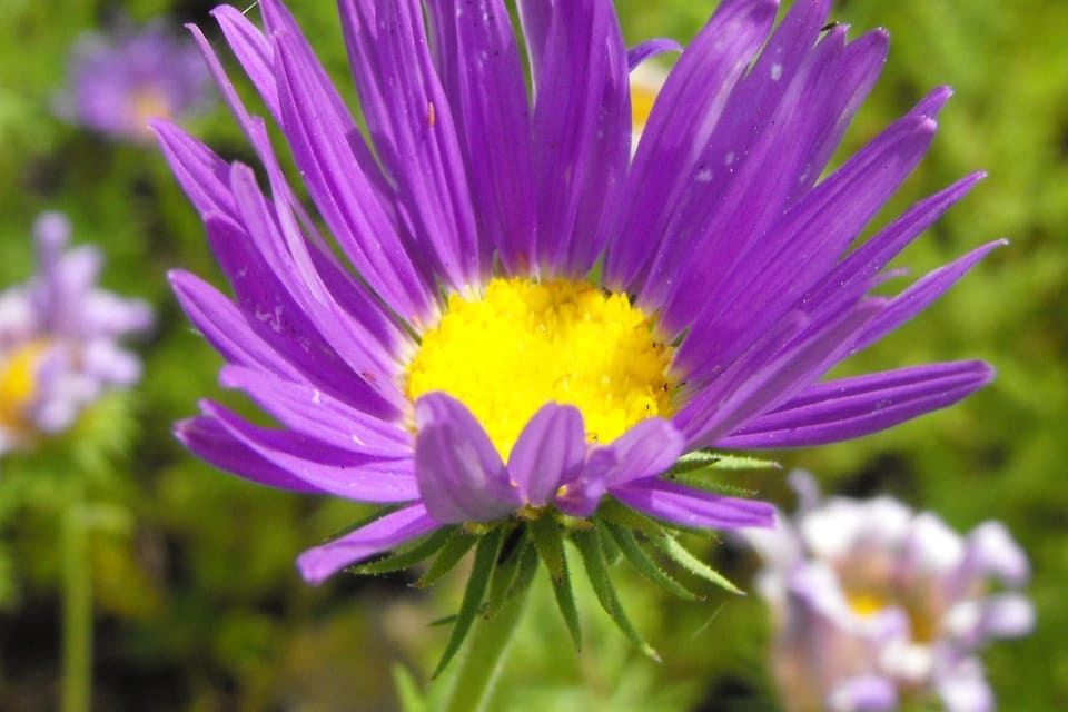 A violet daisy with narrow rays around a yellow centre