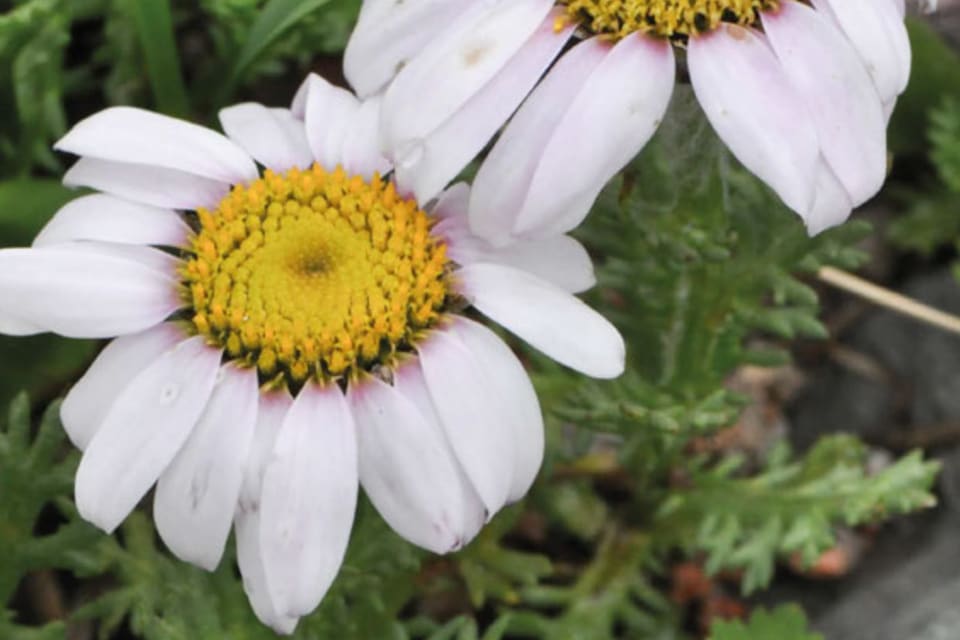 Two white daisy flowers with broad yellow centres over a mat of grey-green leaves