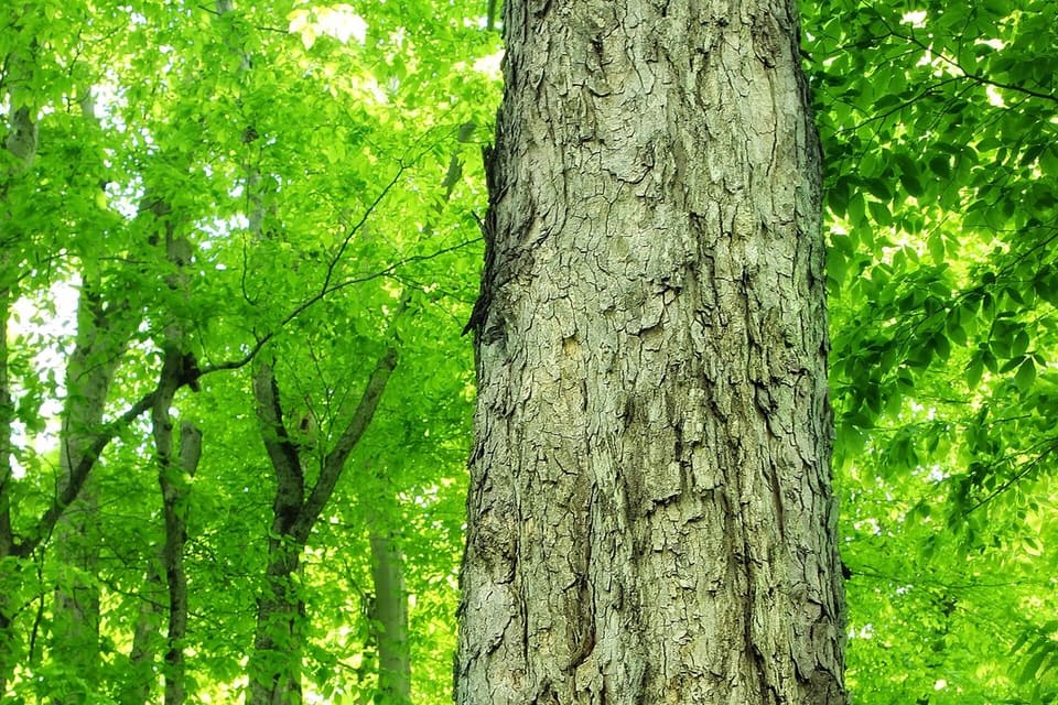A ridged grey-brown trunk rising through bright green woodland