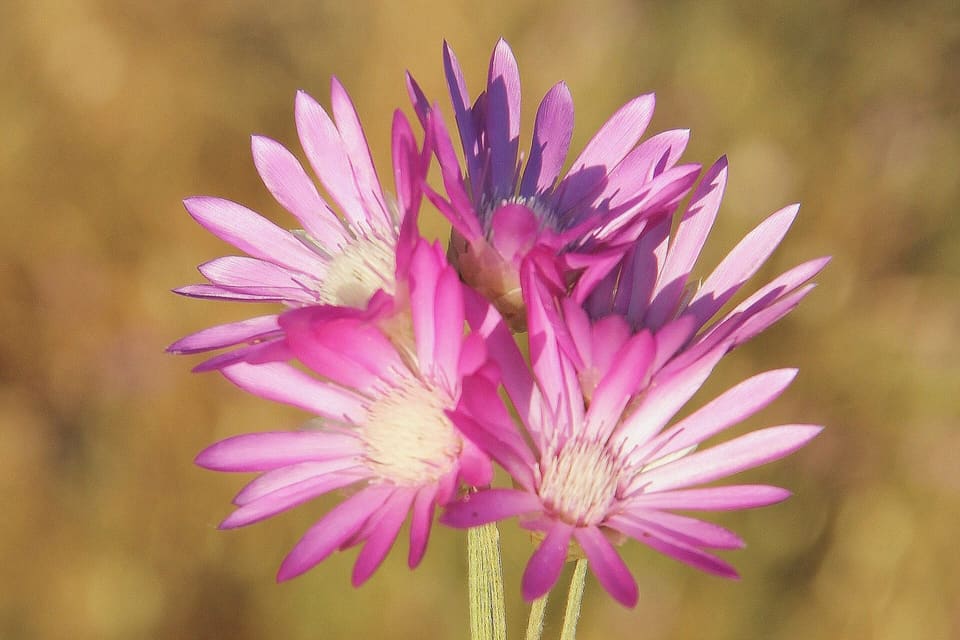 Pink papery daisy flowers with pale centres