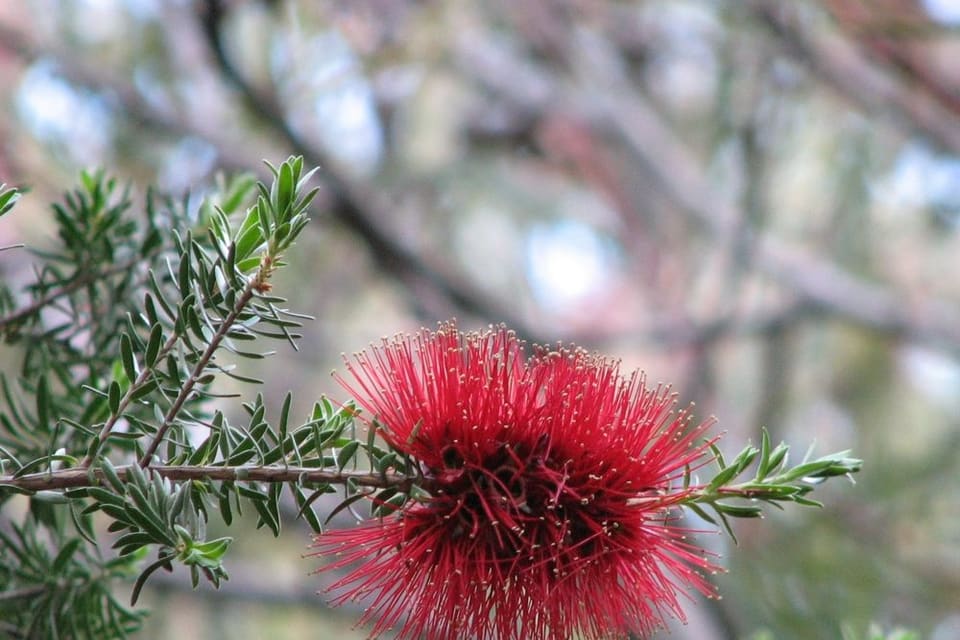 A crimson bottlebrush flowerhead on a twig of fine needle-like leaves