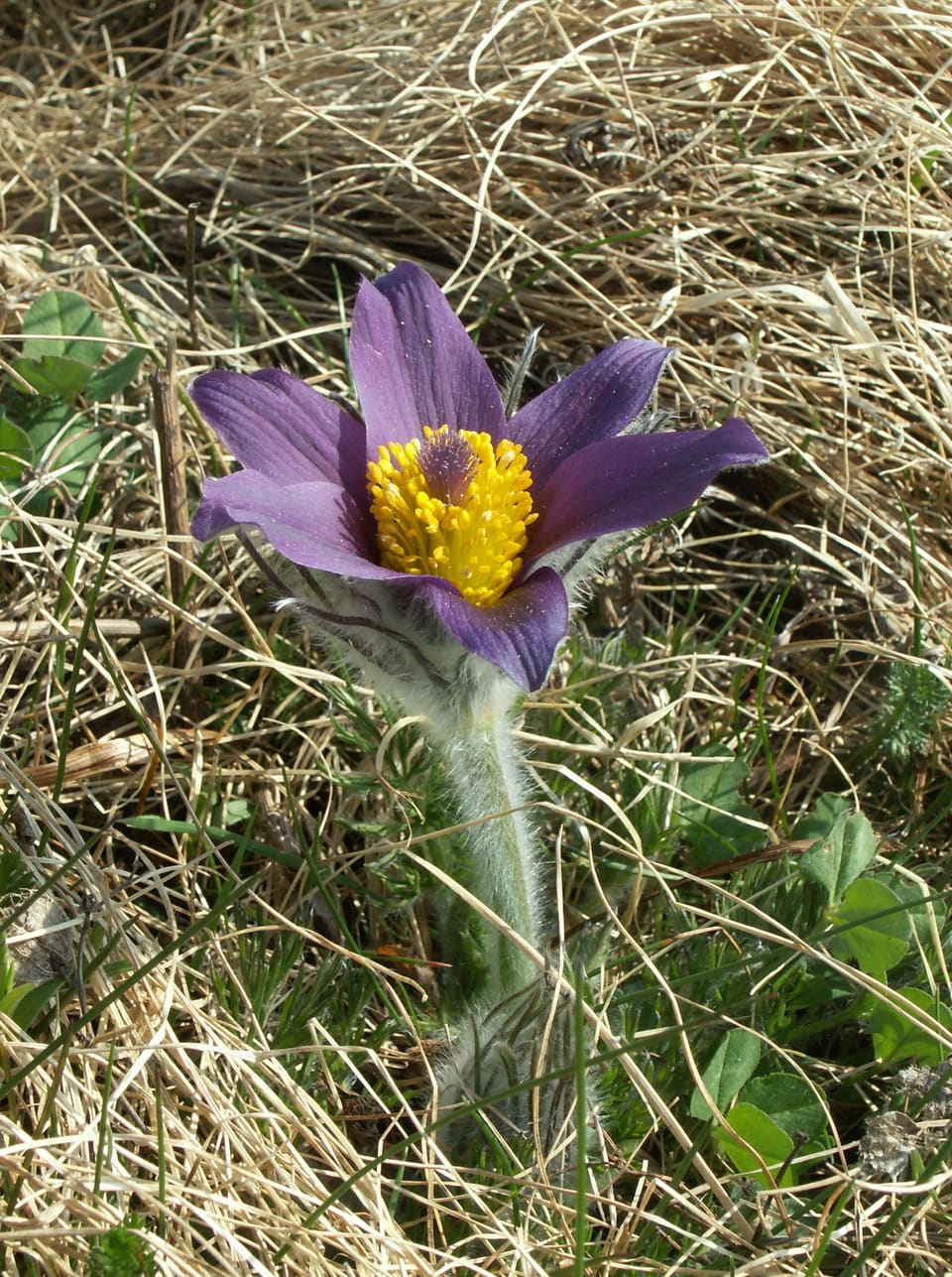 A violet bell flower opened wide to show a dense yellow boss of stamens, on a stem covered in long silvery hairs.