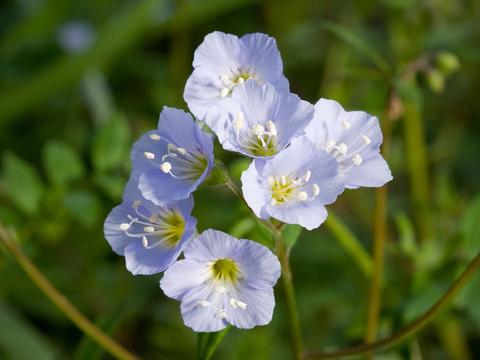 A loose head of pale blue flowers with yellow-green centres and white-tipped stamens, above green stems.