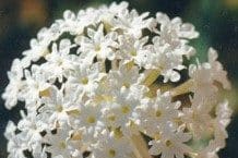 A dense rounded head of small white trumpet flowers