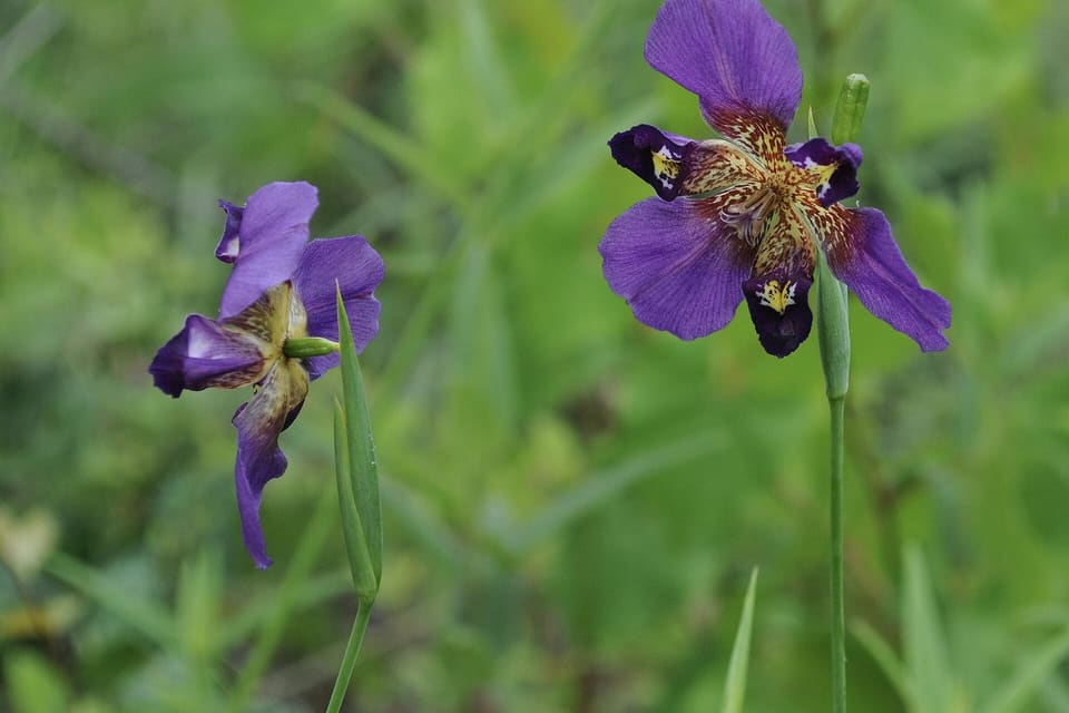 Violet iris-like flowers with speckled centres among grass
