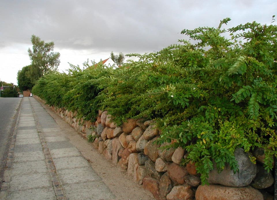 A long hedge of arching leafy shrubs spilling over a boulder wall beside a paved road