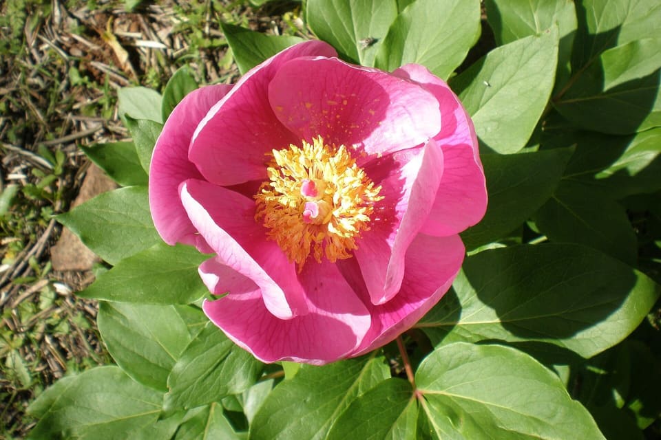 A pink peony flower with golden stamens above broad leaflets