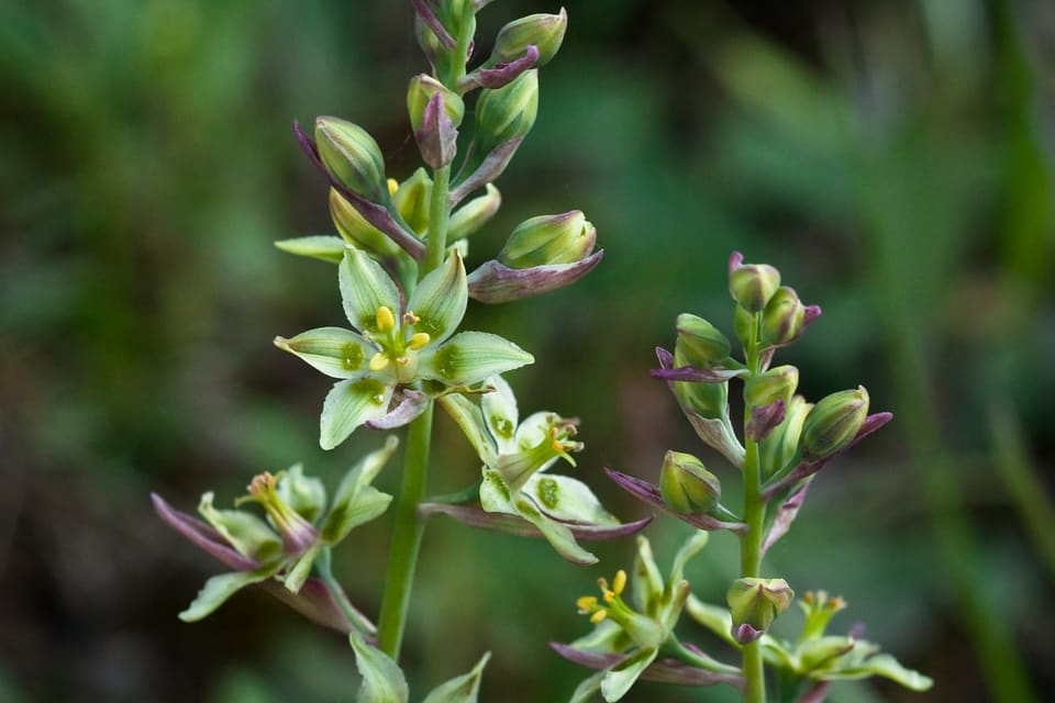 Greenish-white star-shaped flowers up a stem, each petal with a green gland at its base