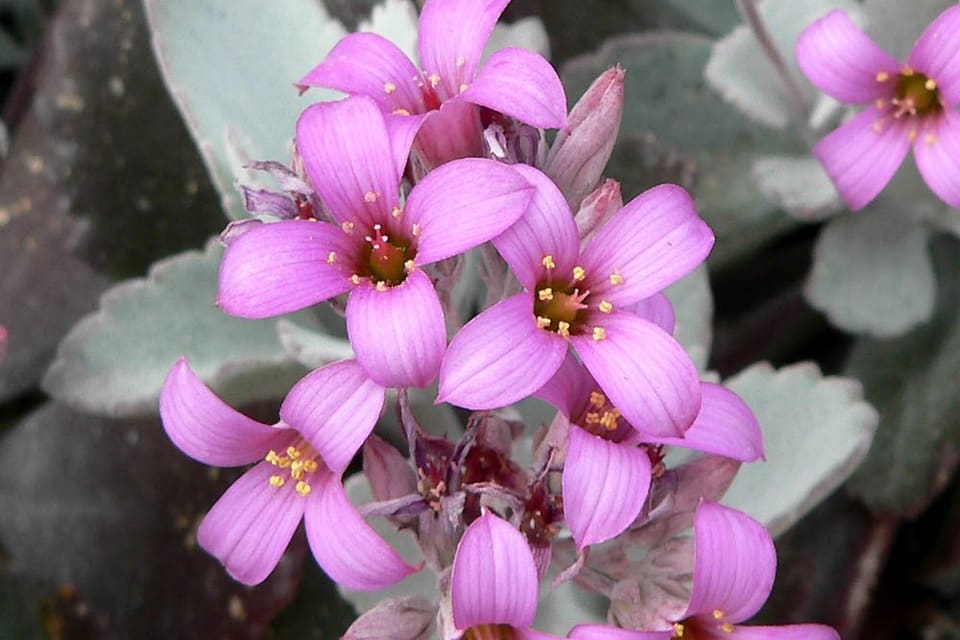 Pink four-petalled flowers clustered above grey-green fleshy leaves