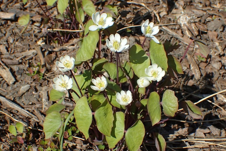 White flowers on bare stalks above paired kidney-shaped leaves