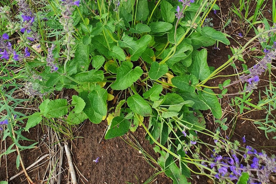 A leafy clump throwing up many violet flower spikes