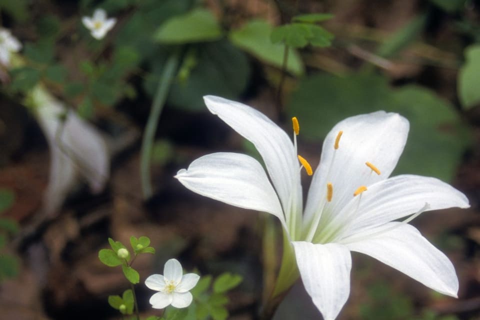 A white lily-like flower with yellow anthers on a bare stalk