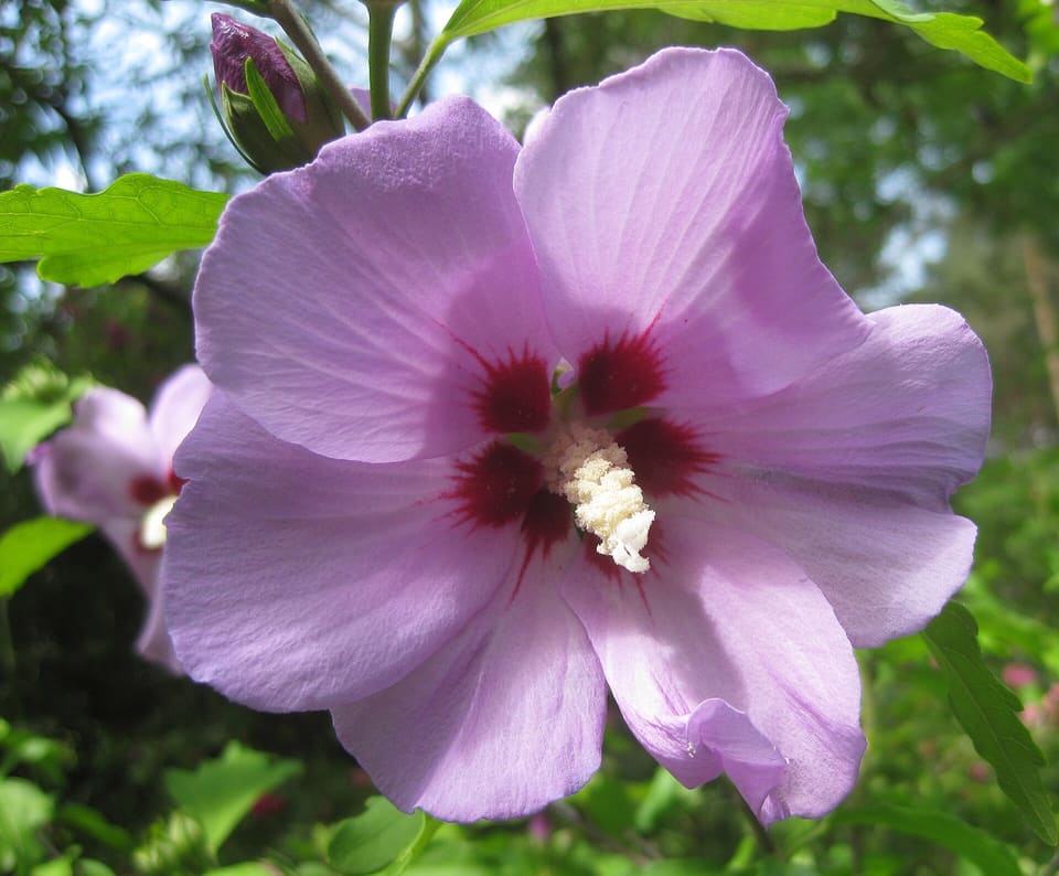 A lilac flower with a dark red eye and a white central column, a second bloom and a bud behind