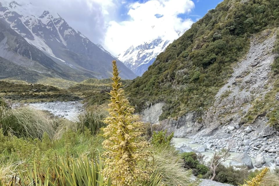 A spiny grey-green tussock sending up a tall straw-coloured flower spike in a river valley
