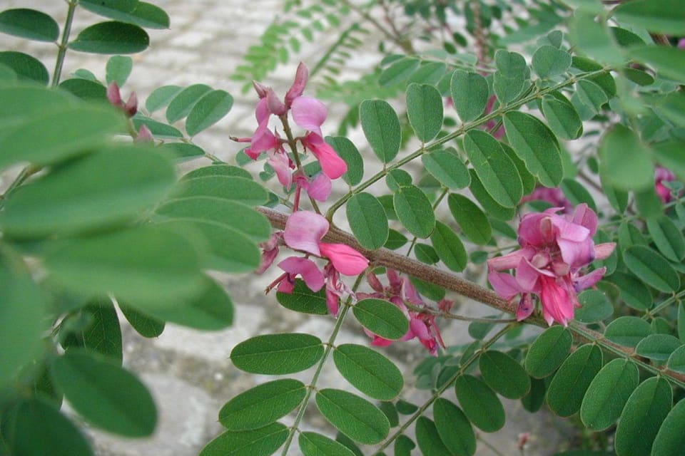 Short spikes of pink pea flowers among pinnate leaves