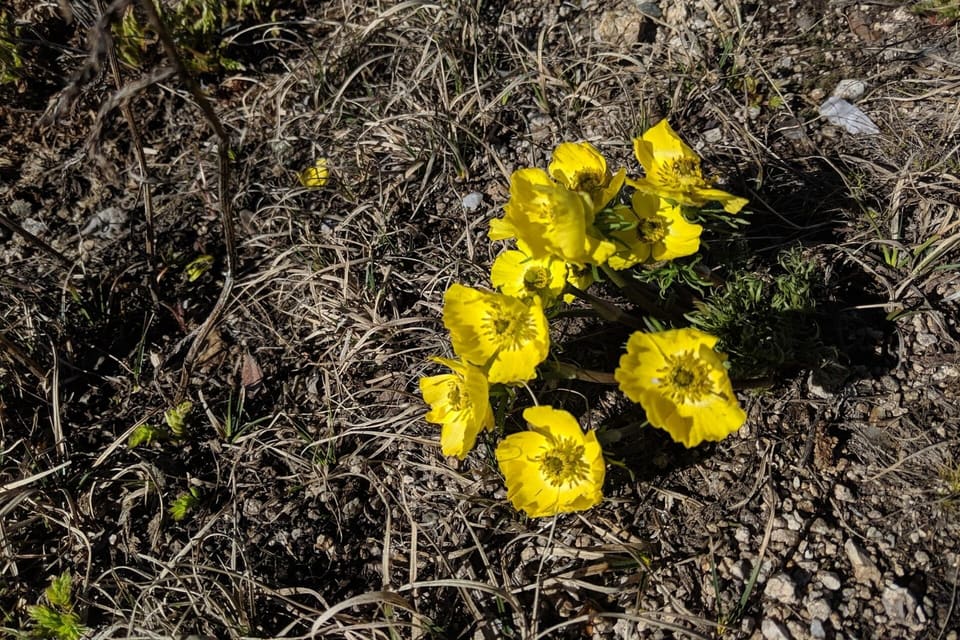 Yellow cup flowers opening low over bare damp ground