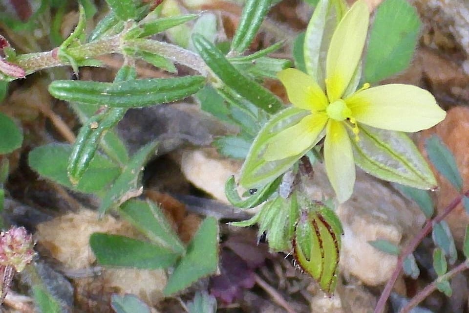A pale yellow star-shaped flower among narrow hairy leaves