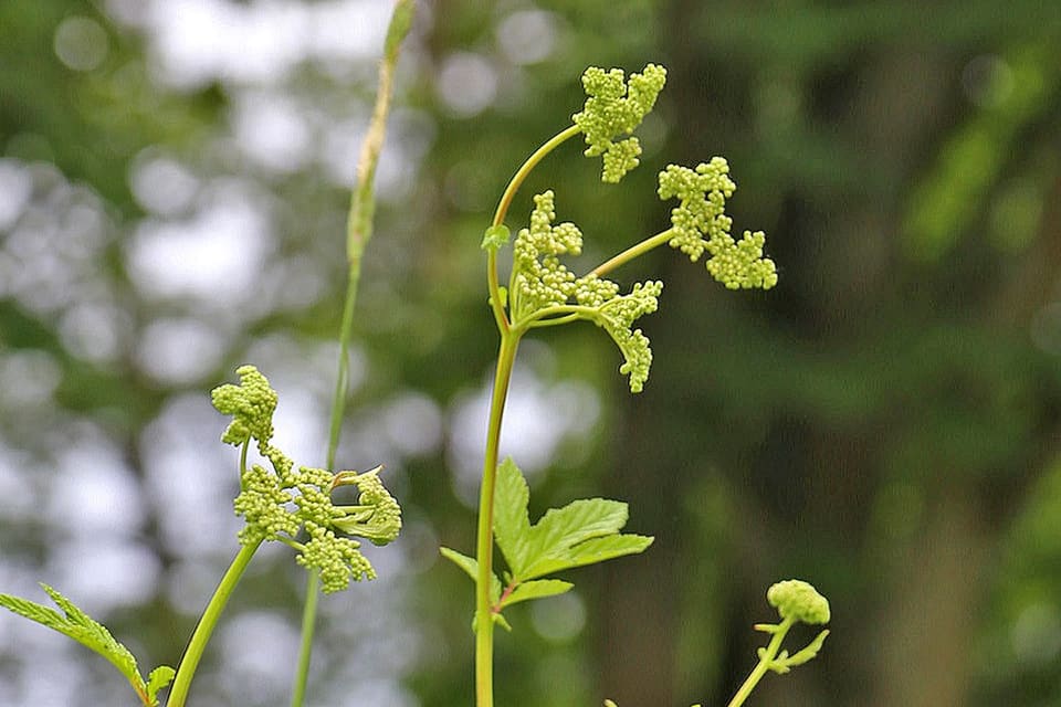 Upright green stems with toothed leaflets and tight flower buds