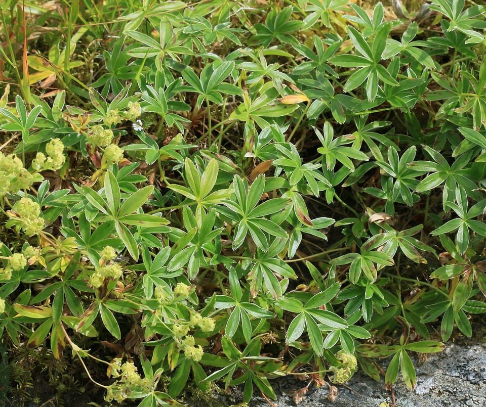 A dense mat of small fan-shaped leaves cut into narrow silver-edged fingers, with sprays of tiny yellow-green flowers