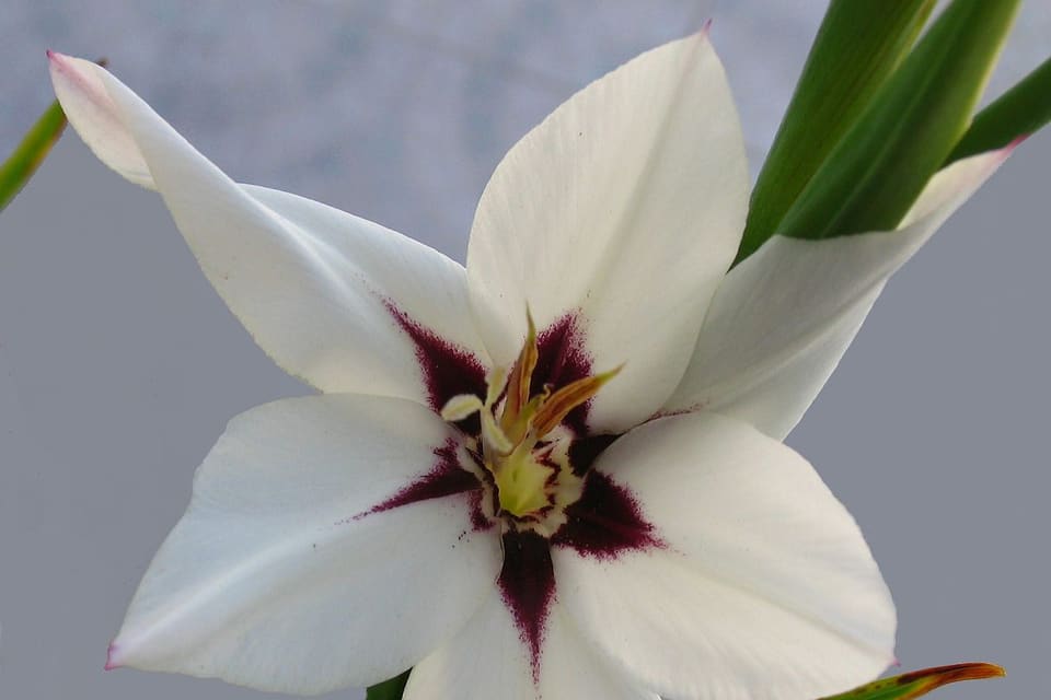 A white six-pointed flower with a deep maroon centre