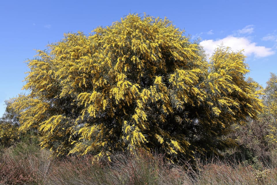 A broad spreading shrub covered in golden-yellow flower heads, over dry grass under a blue sky