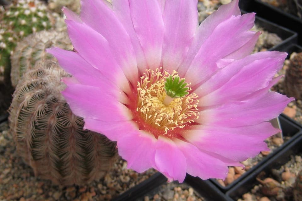 A wide pink flower with a yellow centre on a spiny cactus stem