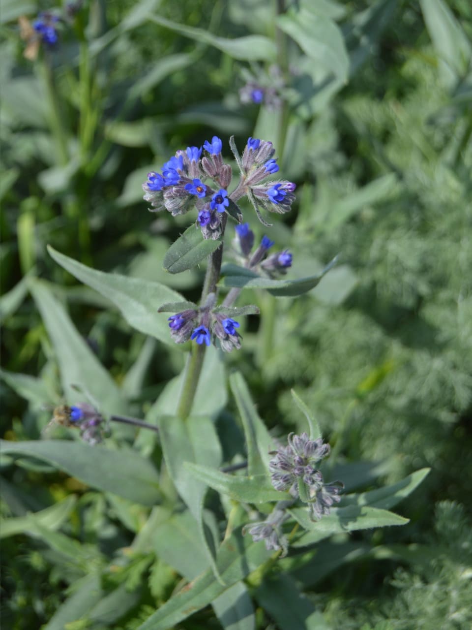 Small deep blue flowers in coiled clusters at the top of a leafy stem with long, narrow, hairy leaves