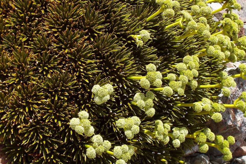 Cream button flowerheads sitting in a dense cushion of stiff needle-like leaves