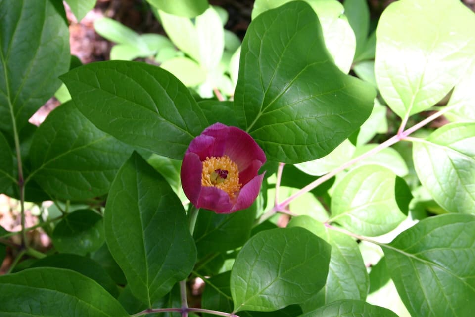 A deep red-pink cup with a yellow centre among broad rounded leaves