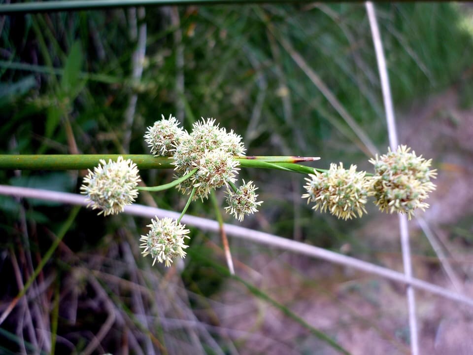 Round shaggy cream flower heads clustered along a smooth green rush-like stem, among dry grass.