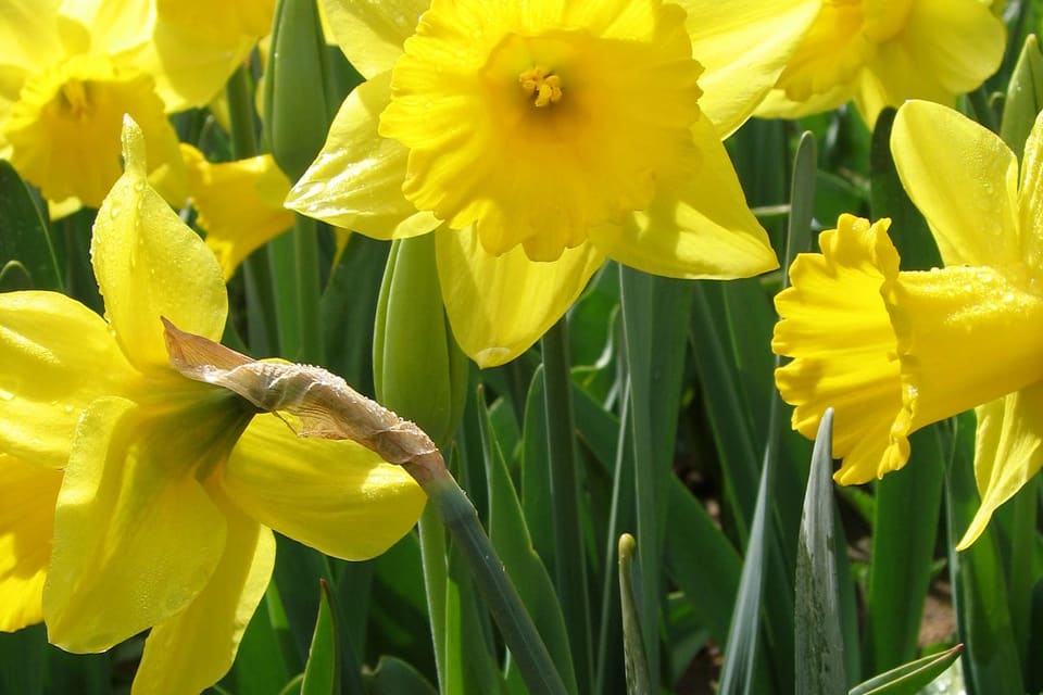 Yellow trumpet daffodils in full flower above strap-shaped leaves