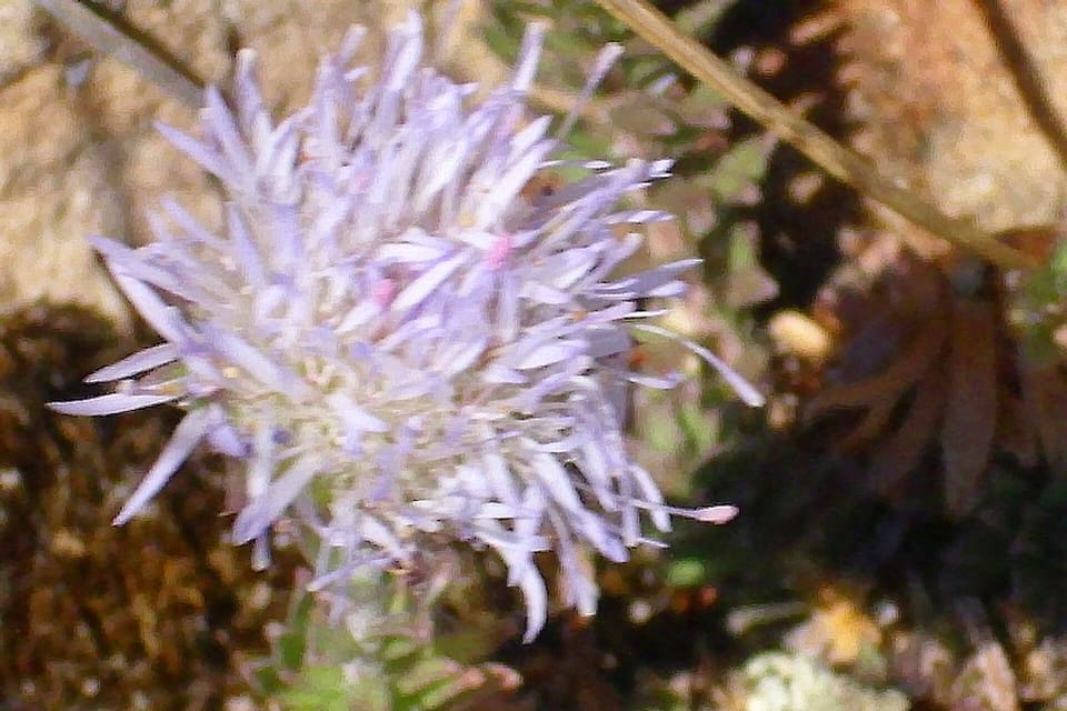 A pale lilac pincushion flowerhead of many narrow florets