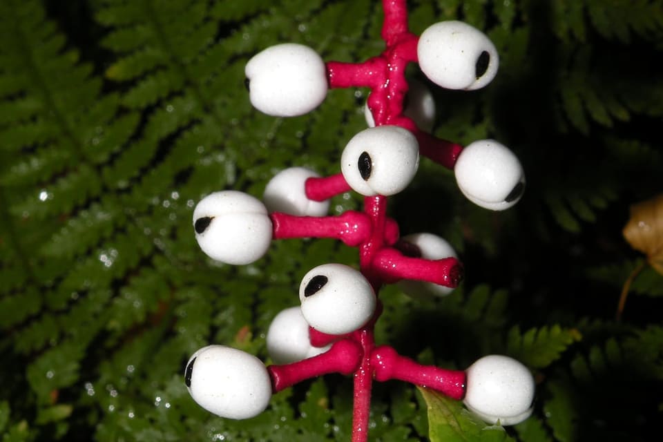 White berries, each marked with a black spot, on thick red stalks in front of a fern