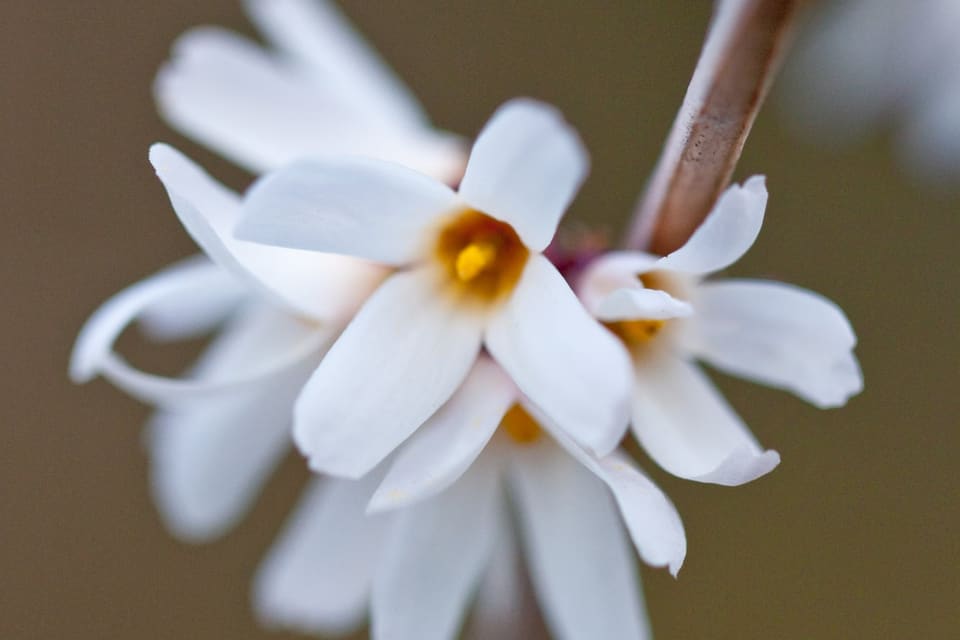 A white four-petalled flower with a yellow centre, open on a bare reddish twig