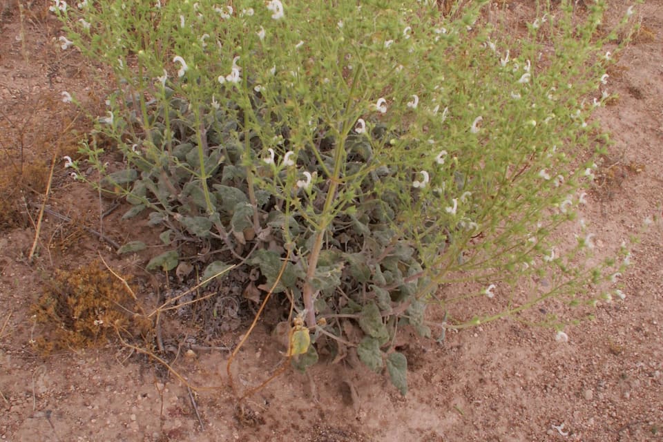 A low grey-leaved bush in flower on dry bare ground