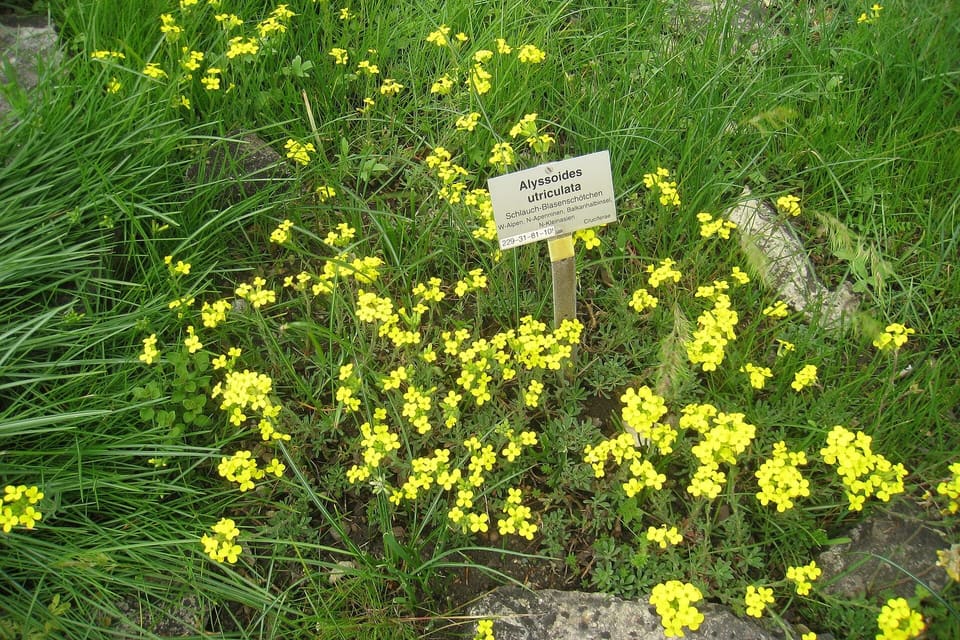 Bright yellow flowers scattered across a low mound of foliage